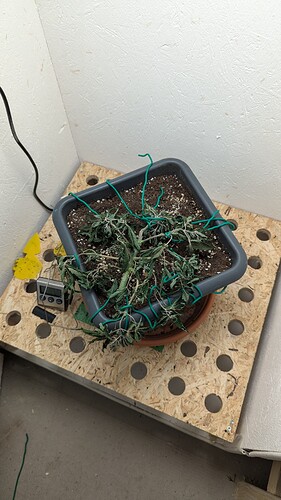 PXL_20240625_154712191