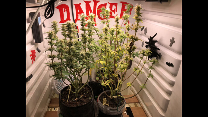 Growreport Bild 19