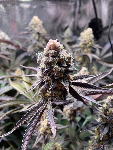 Growreport Bild 8