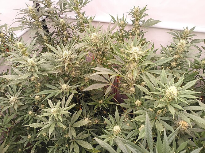Growreport Bild 46