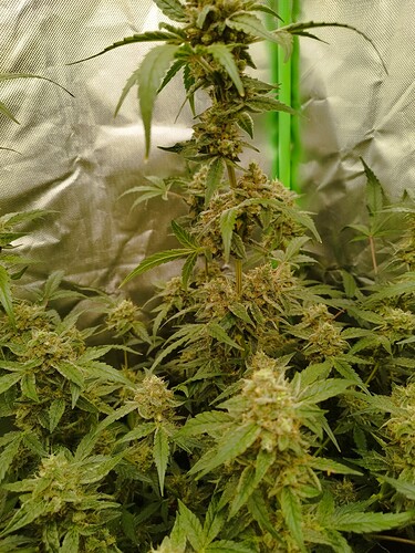Eine blühende Cannabispflanze mit dichten Blütenständen und grünen Blättern, die in einer Growbox steht.