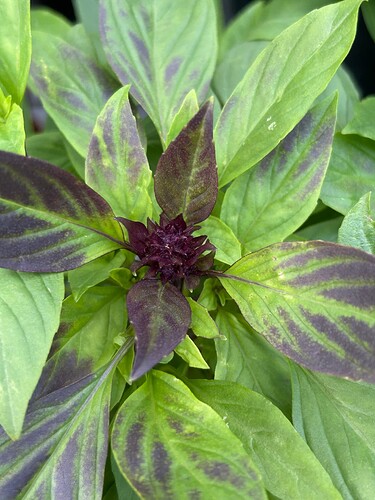 Growreport Bild 35