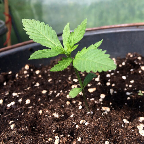 Grow26071909