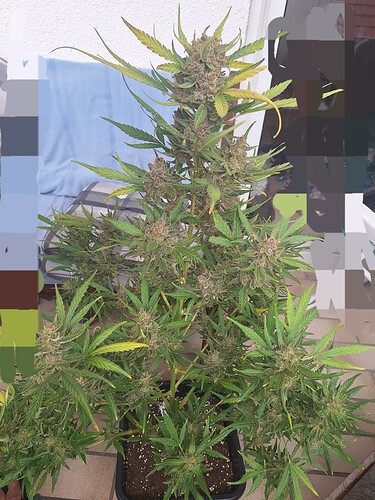 Growreport Bild 6