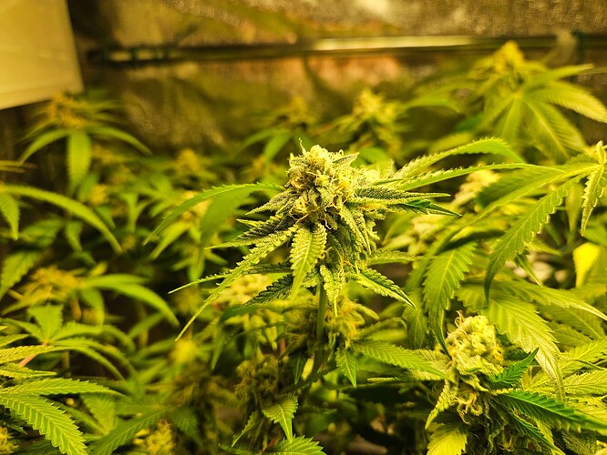 Growreport Bild 25