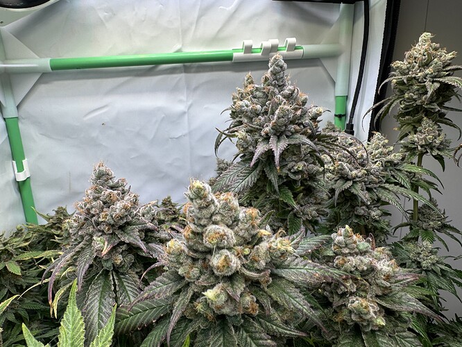 Growreport Bild 35