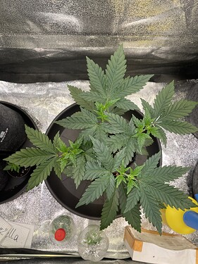 Growreport Bild 11