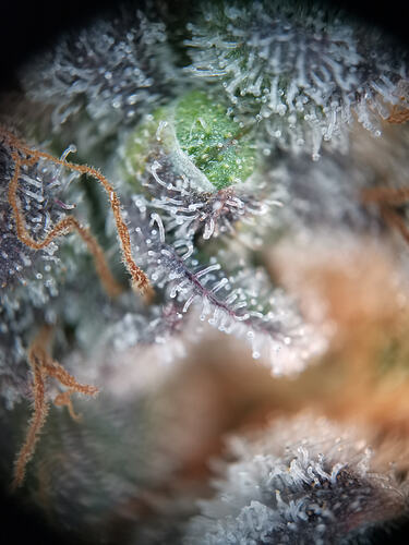 Growreport Bild 15