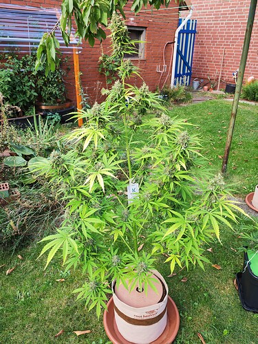Growreport Bild 1