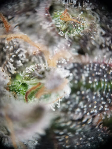 Growreport Bild 30