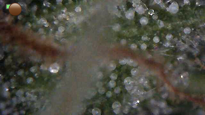 Growreport Bild 5