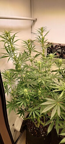 Growreport Bild 3