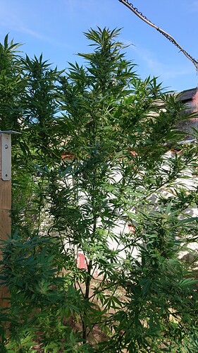 Growreport Bild 59
