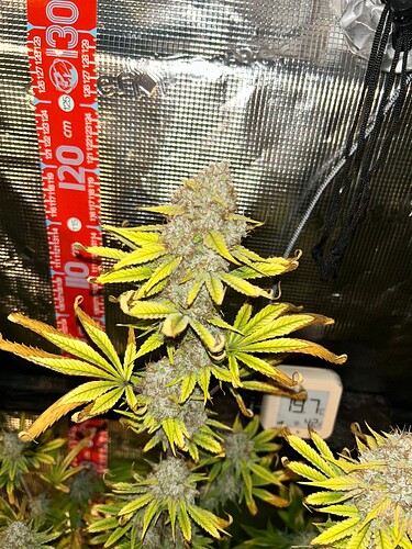 Growreport Bild 11