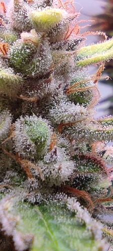 Growreport Bild 4