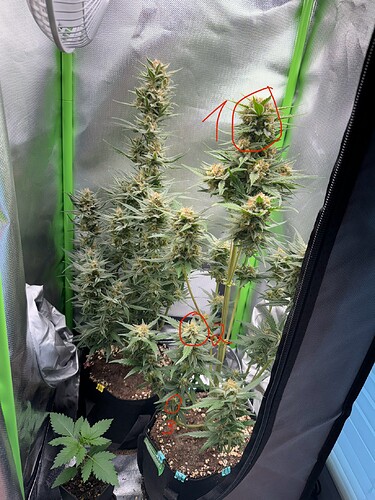 Growreport Bild 1