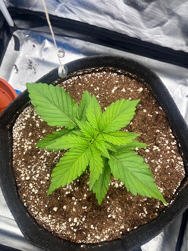 Growreport Bild 7