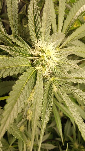 Growreport Bild 2