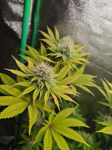 Growreport Bild 1