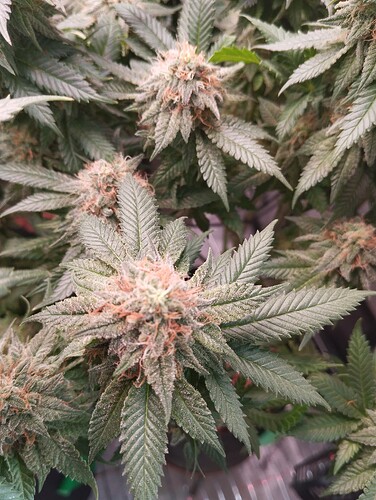 IMG_20250303_162444 - Kopie