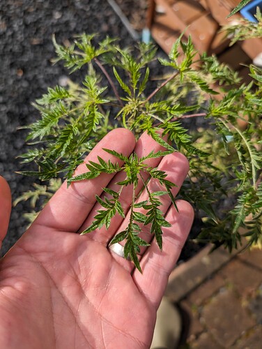 Growreport Bild 15