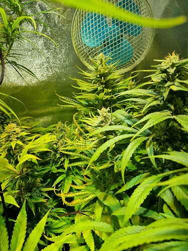 Mehrere blühende Cannabispflanzen mit gelblichen Blättern und sichtbaren Blütenständen, im Hintergrund ein Ventilator.