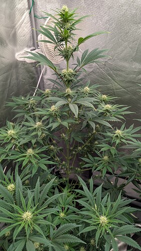 Growreport Bild 9