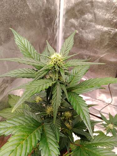Compress_20240601_200624_4439