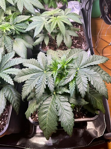 Growreport Bild 22