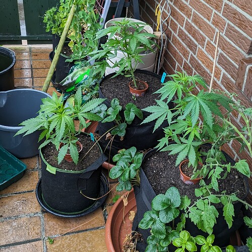 PXL_20240615_080601531