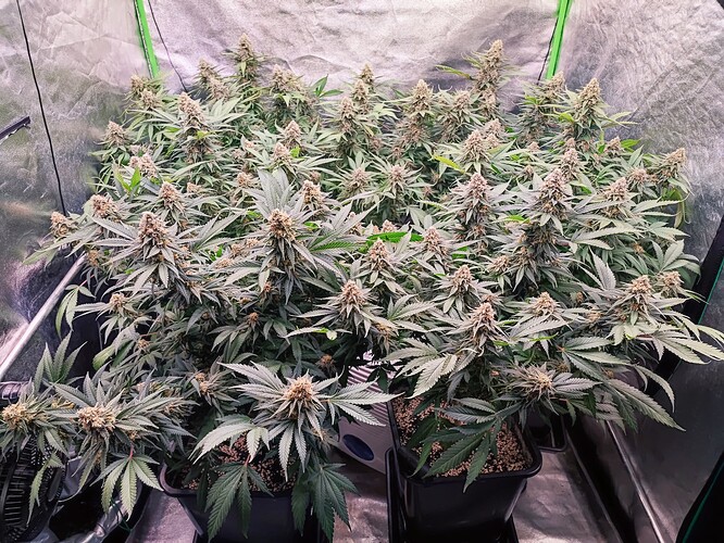 Growreport Bild 9