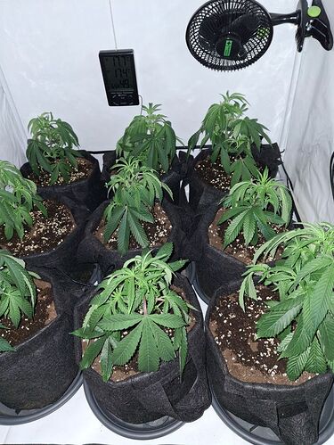 Growreport Bild 6