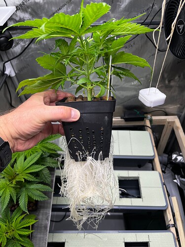 Early_Thai_Skunk_Wurzeln_VT11