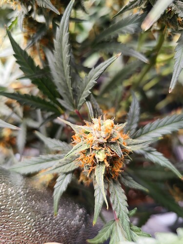 Growreport Bild 4