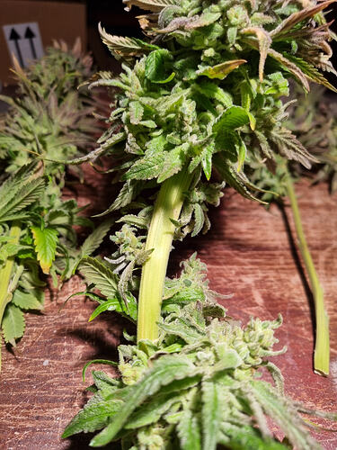 Nahaufnahme von zwei abgeschnittenen Cannabis-Pflanzenzweigen mit reifen Blütenständen und Trichomen, die auf einer Holzoberfläche liegen.