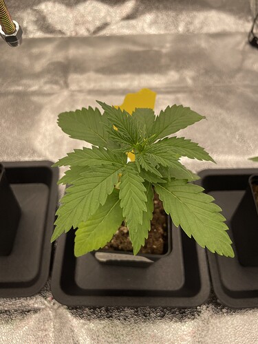 Growreport Bild 41