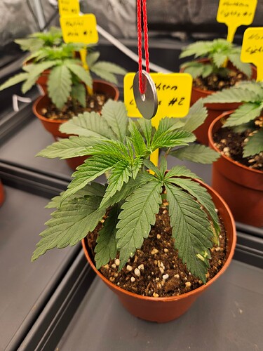 Growreport Bild 37