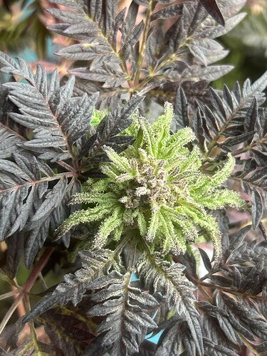 Growreport Bild 31