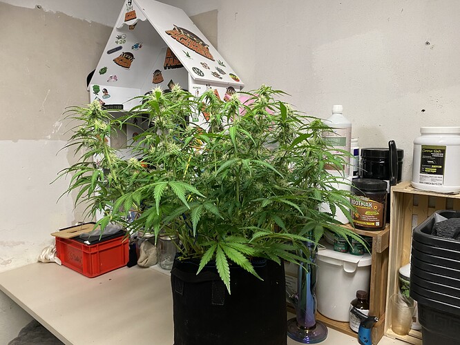 Growreport Bild 89