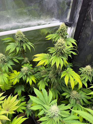 Growreport Bild 17