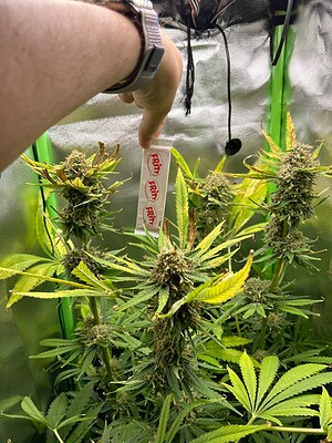 Growreport Bild 3