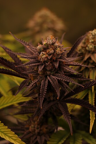 Growreport Bild 22