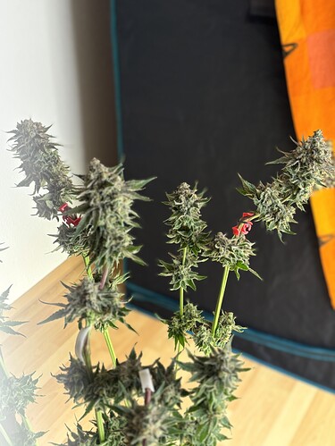 Growreport Bild 40