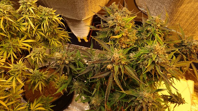 Growreport Bild 3