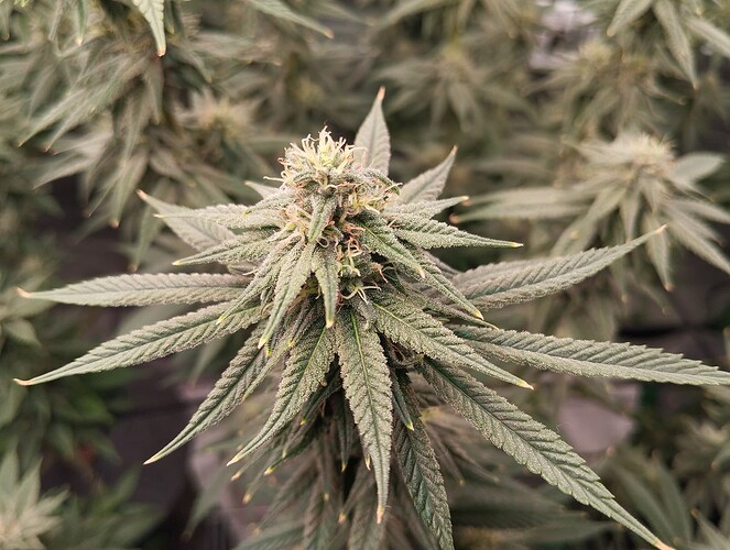 Growreport Bild 7