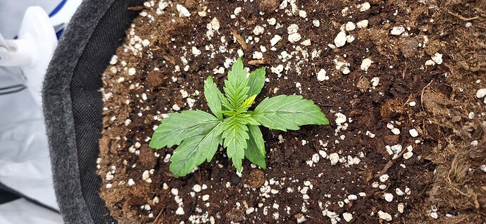 Growreport Bild 27