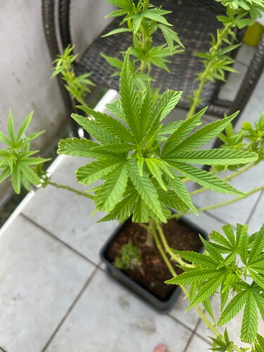 Growreport Bild 65