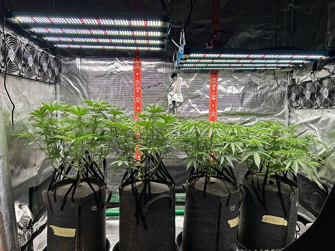 Vier Cannabis-Pflanzen in Stofftöpfen unter LED-Beleuchtung in einem Growzelt.