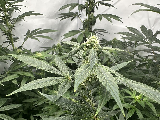 Growreport Bild 5