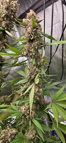 Growreport Bild 48